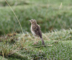 Anthus bogotensis