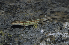 Psammodromus occidentalis