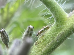 Engytatus modestus