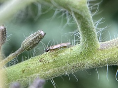 Engytatus modestus