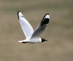 Andean Gull photo 3