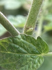 Engytatus modestus