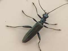 Oedemera crassipes