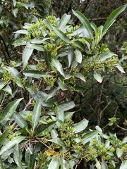 Pavetta inandensis