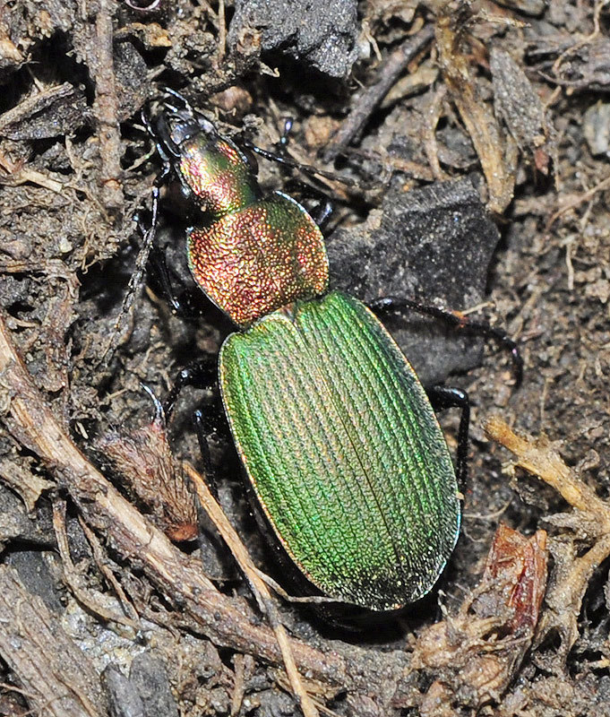 Chlaenius baeticus