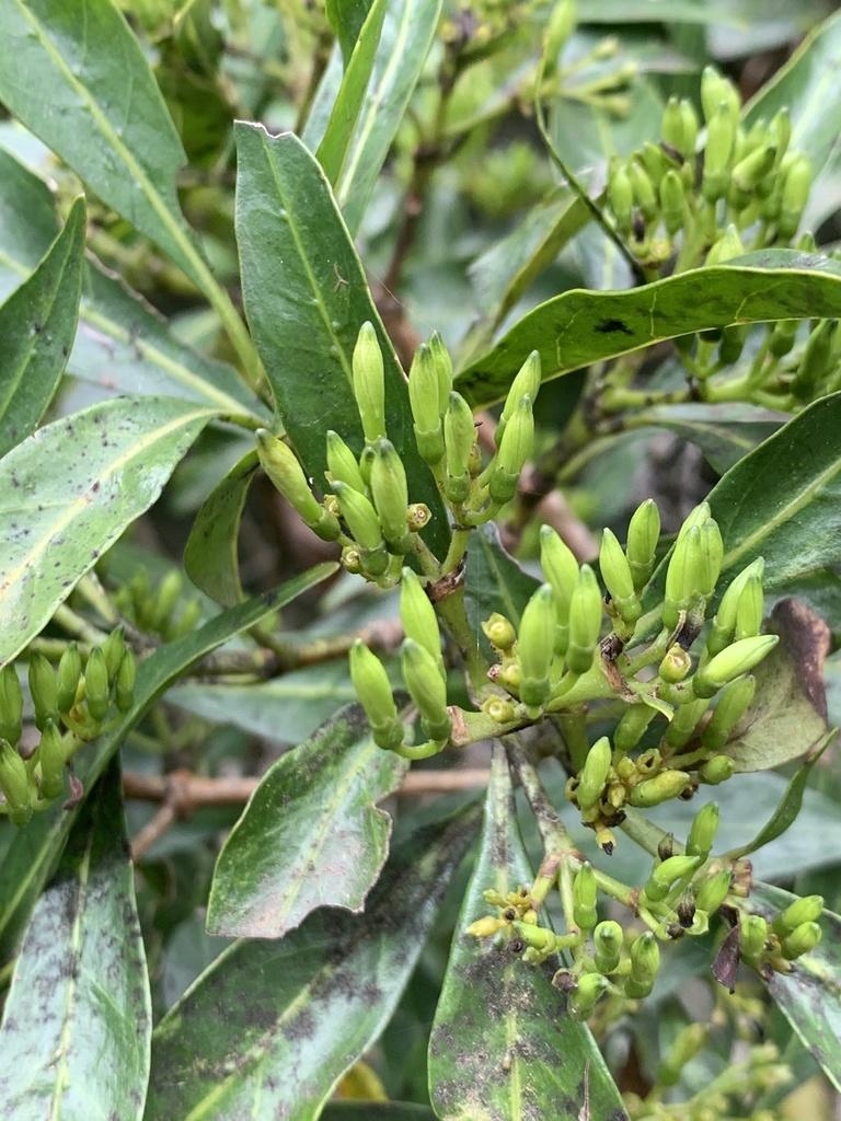 Forest Bridal Bush