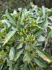 Pavetta inandensis