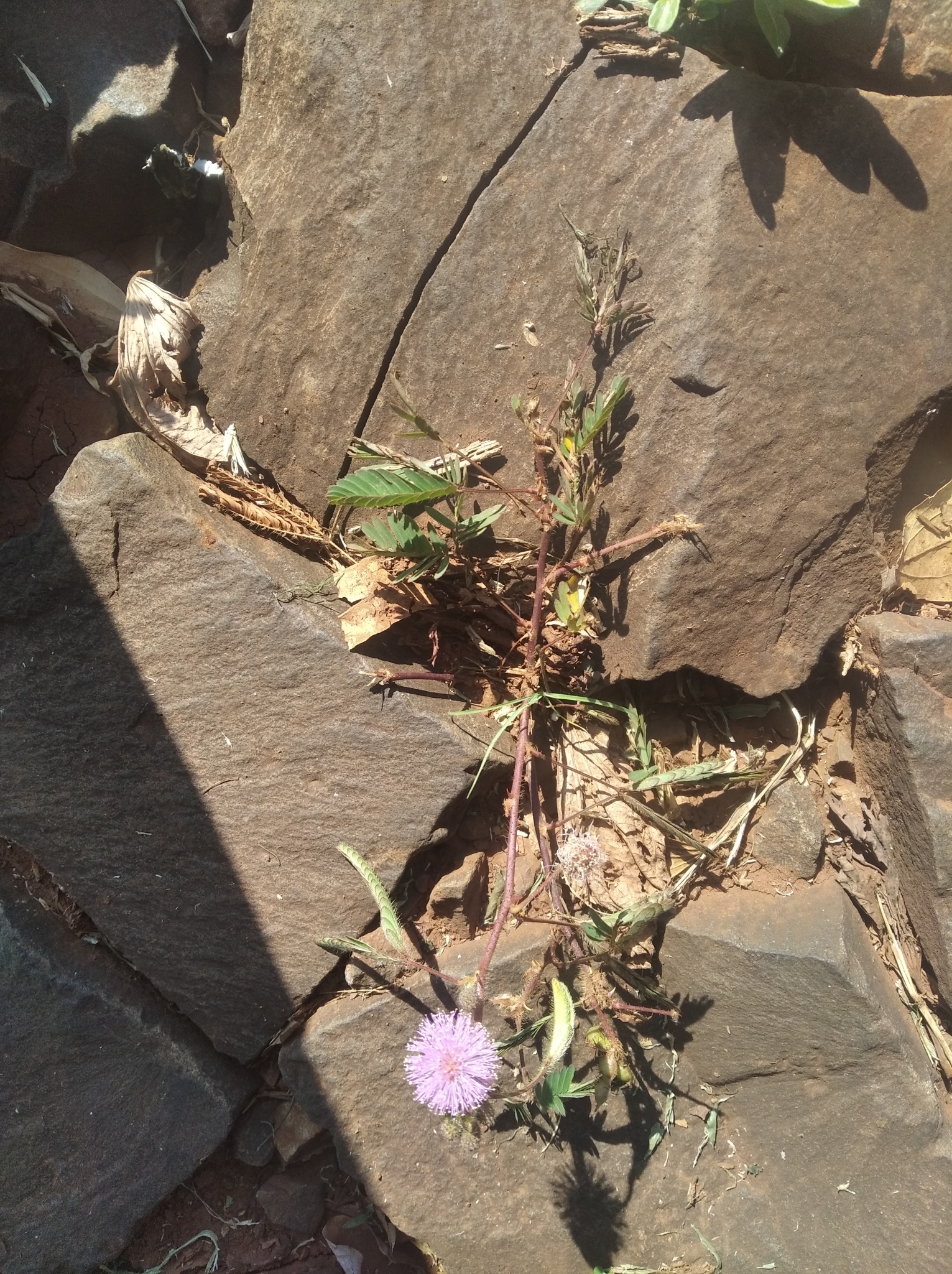 Mimosa pudica