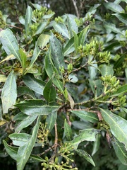 Pavetta inandensis