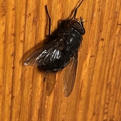 Calliphoridae