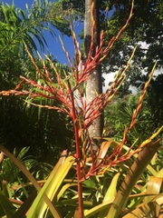 Aechmea blanchetiana