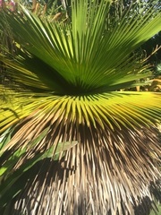 Copernicia macroglossa