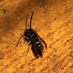 Vespula alascensis