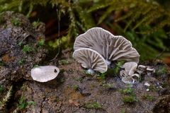 Arrhenia acerosa