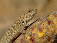 Pristurus