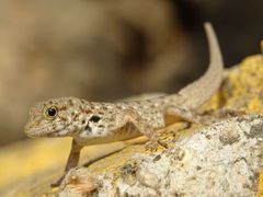 Pristurus