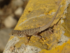 Pristurus