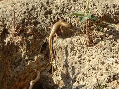 Trachylepis tessellata