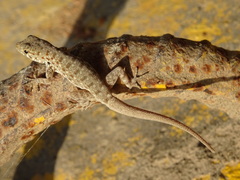 Pristurus