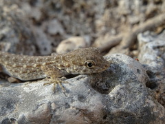 Pristurus