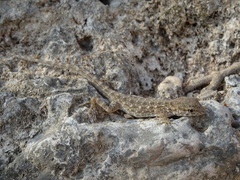 Pristurus