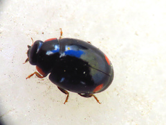 Hyperaspis reppensis