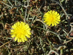 Launaea spinosa