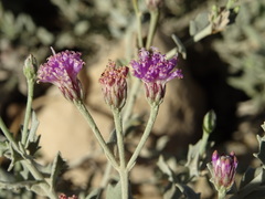 Vernonia arabica