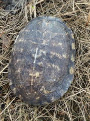 Trachemys scripta