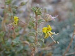 Cleome austroarabica