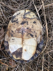 Trachemys scripta