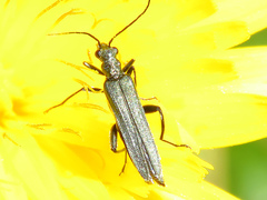 Oedemera crassipes