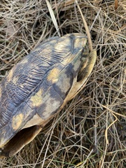 Trachemys scripta