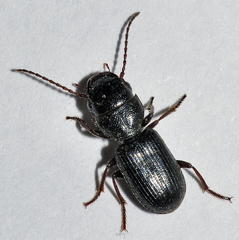 Dixus clypeatus