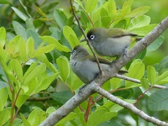Zosterops olivaceus