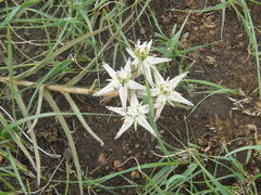 Asclepias eminens