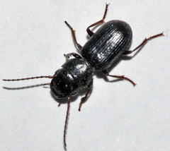 Dixus clypeatus