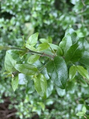 Canthium ciliatum