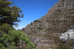 Podocarpus latifolius