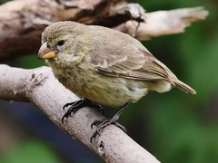 Camarhynchus parvulus