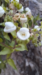 Calceolaria nitida