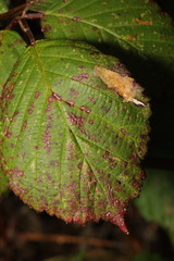 Coptotriche marginea