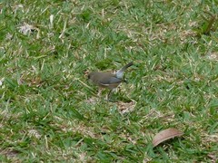 Zosterops borbonicus