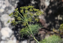 Notobubon capense