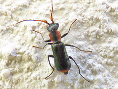 Cyrtosus cyanipennis