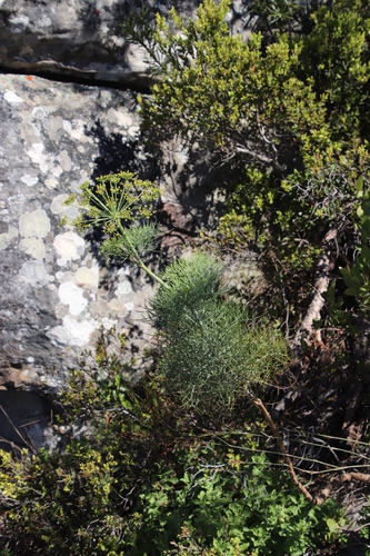 Image of Notobubon capense by (c) Tony Rebelo, some rights reserved (CC BY-SA)