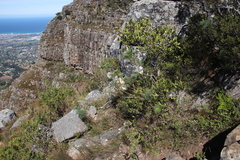Notobubon capense