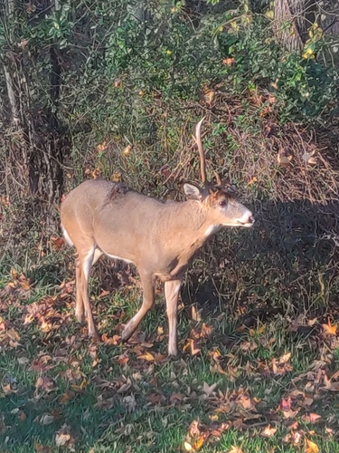 White-tailed Deer photographed in Pennsylvania