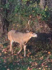 Odocoileus virginianus