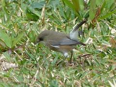 Zosterops borbonicus